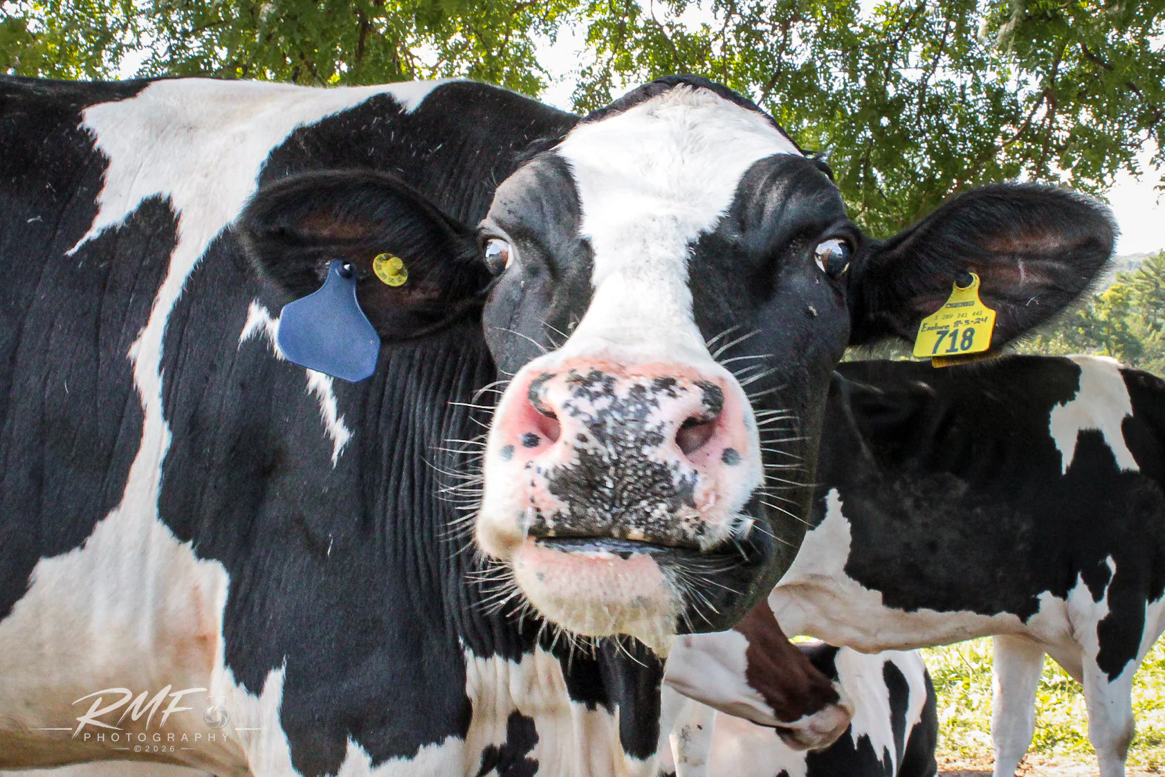 Close portrait of a Holstein cow photographed by RMF Photography