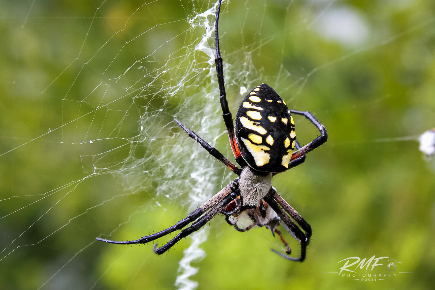 Black and yellow garden spider on its web
