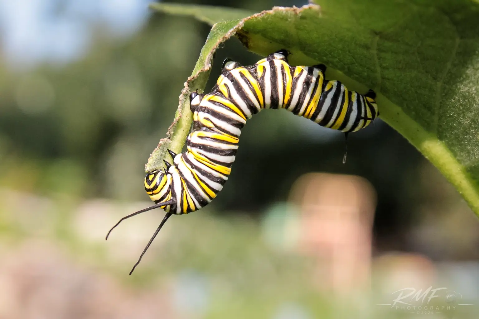Monarch caterpillar on a green leaf