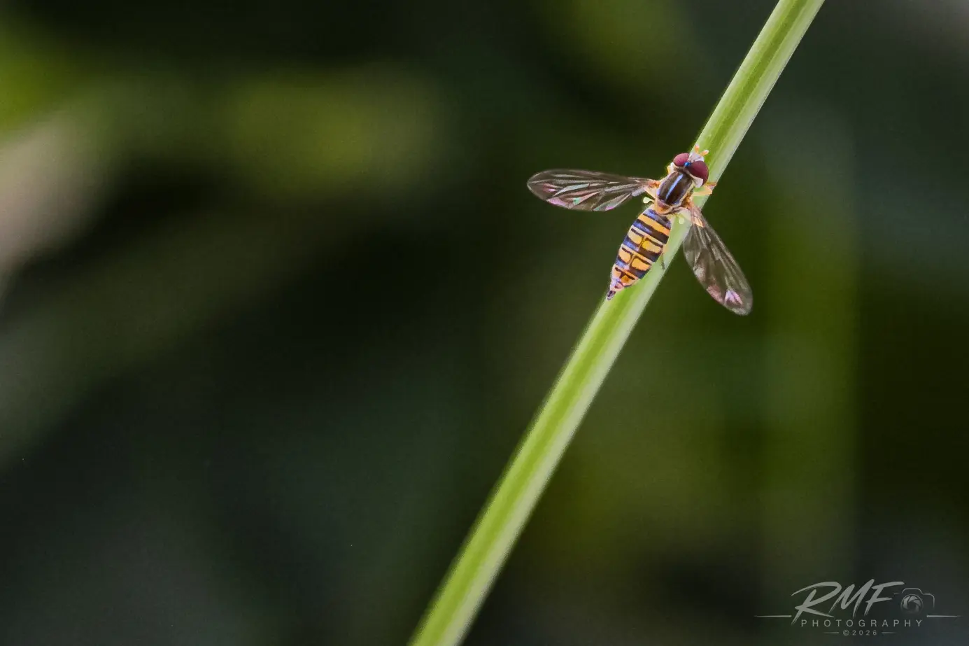 Delicate winged insect resting on a blade of grass