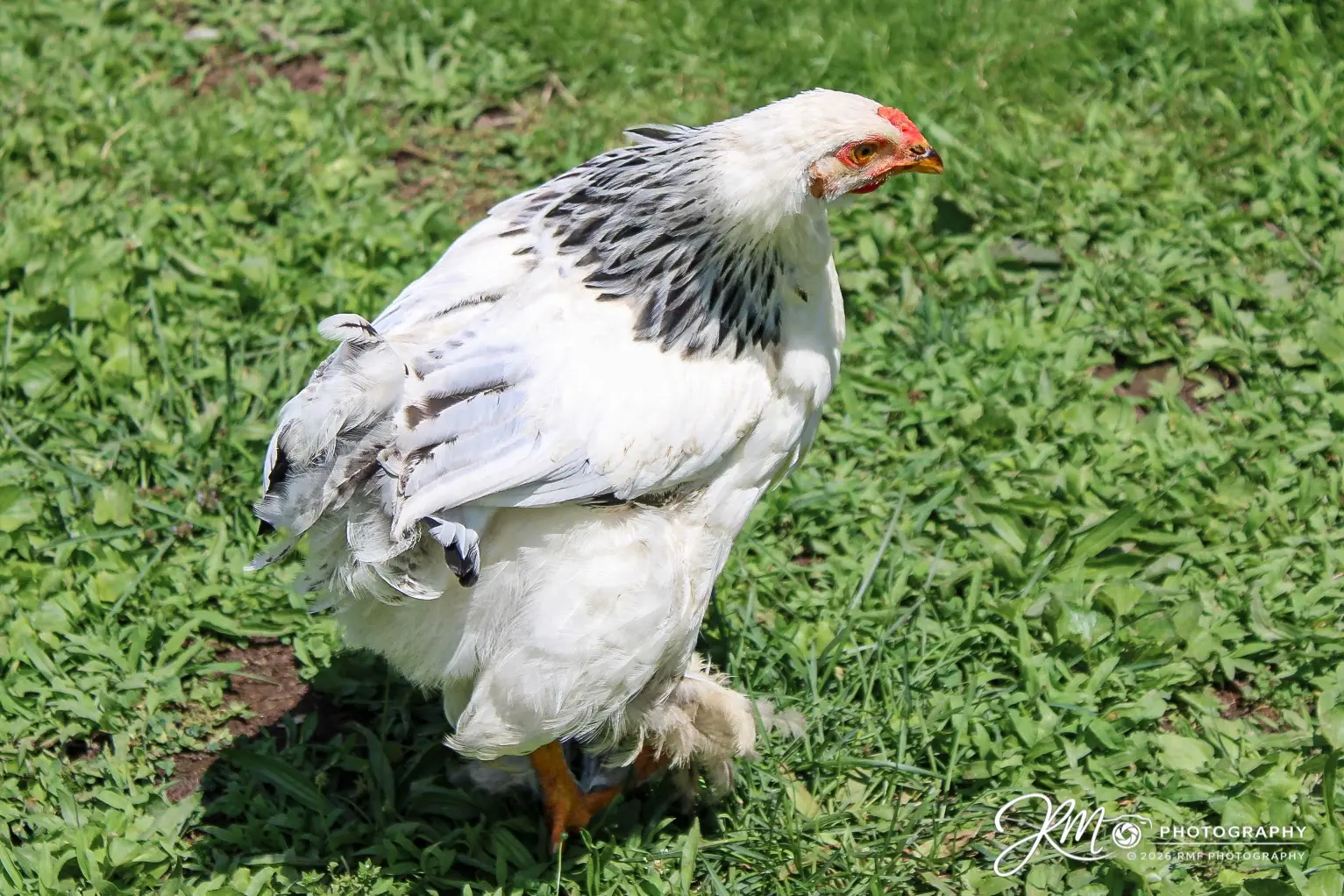 White chicken standing in green grass