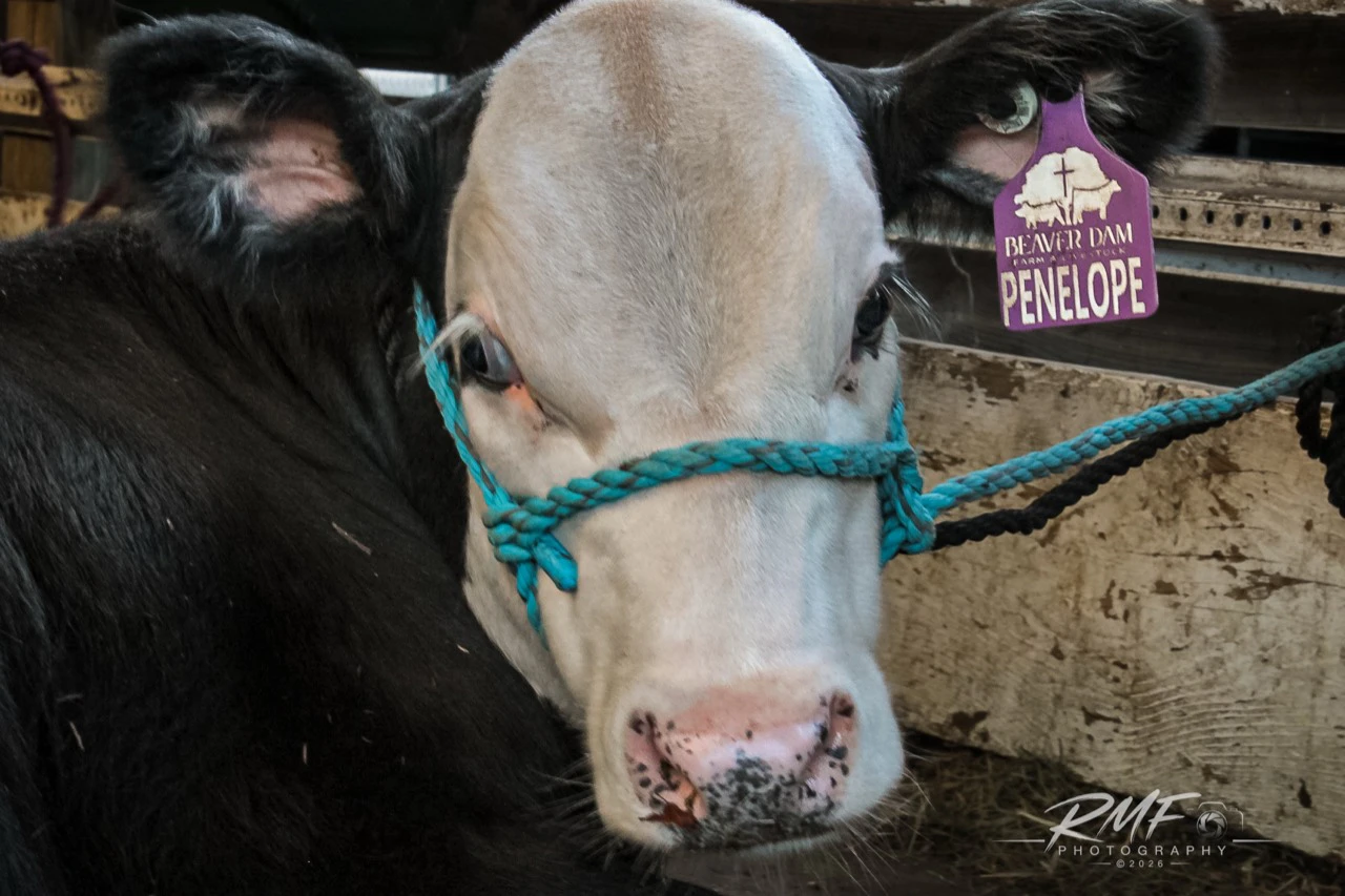 Close portrait of Penelope the cow wearing a turquoise halter
