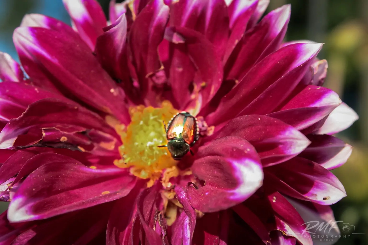 Metallic beetle resting in the center of a magenta flower