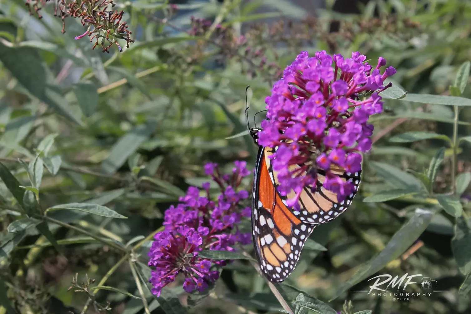 Monarch butterfly feeding on purple butterfly bush flowers