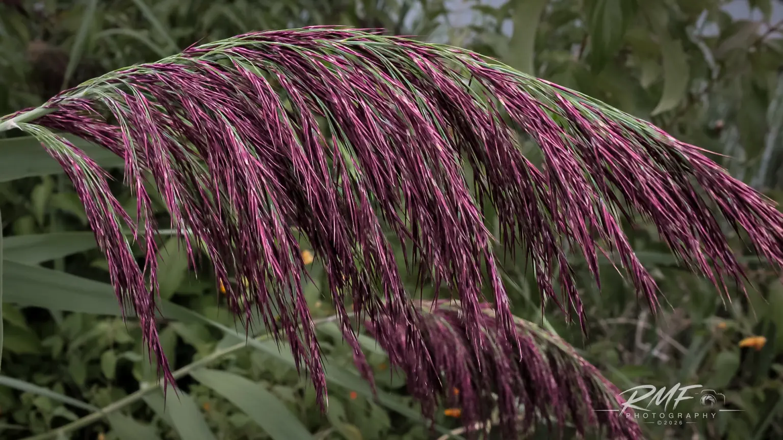 Purple ornamental grass photographed in close detail