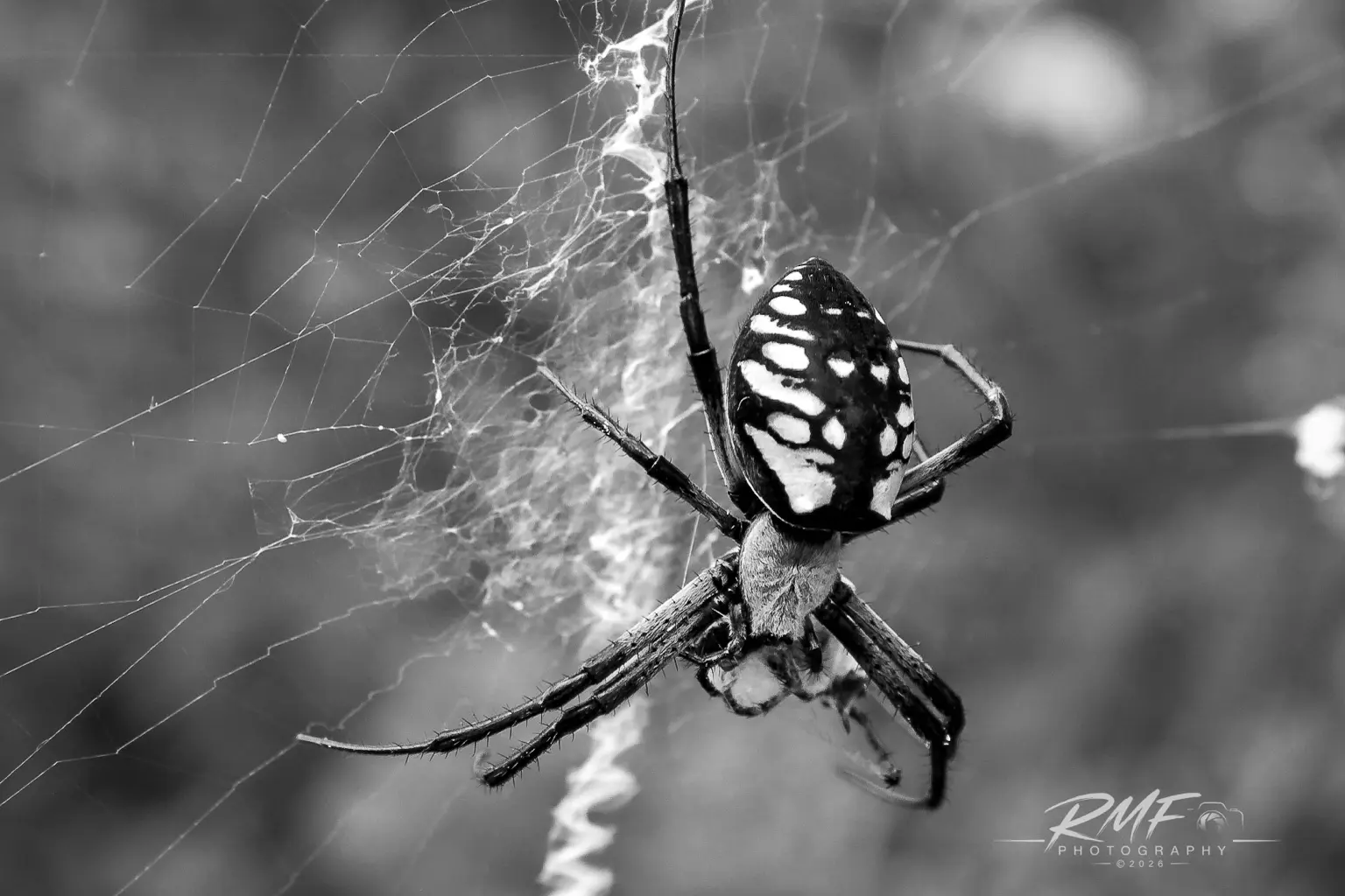 Black-and-white garden spider on its web photographed by RMF Photography
