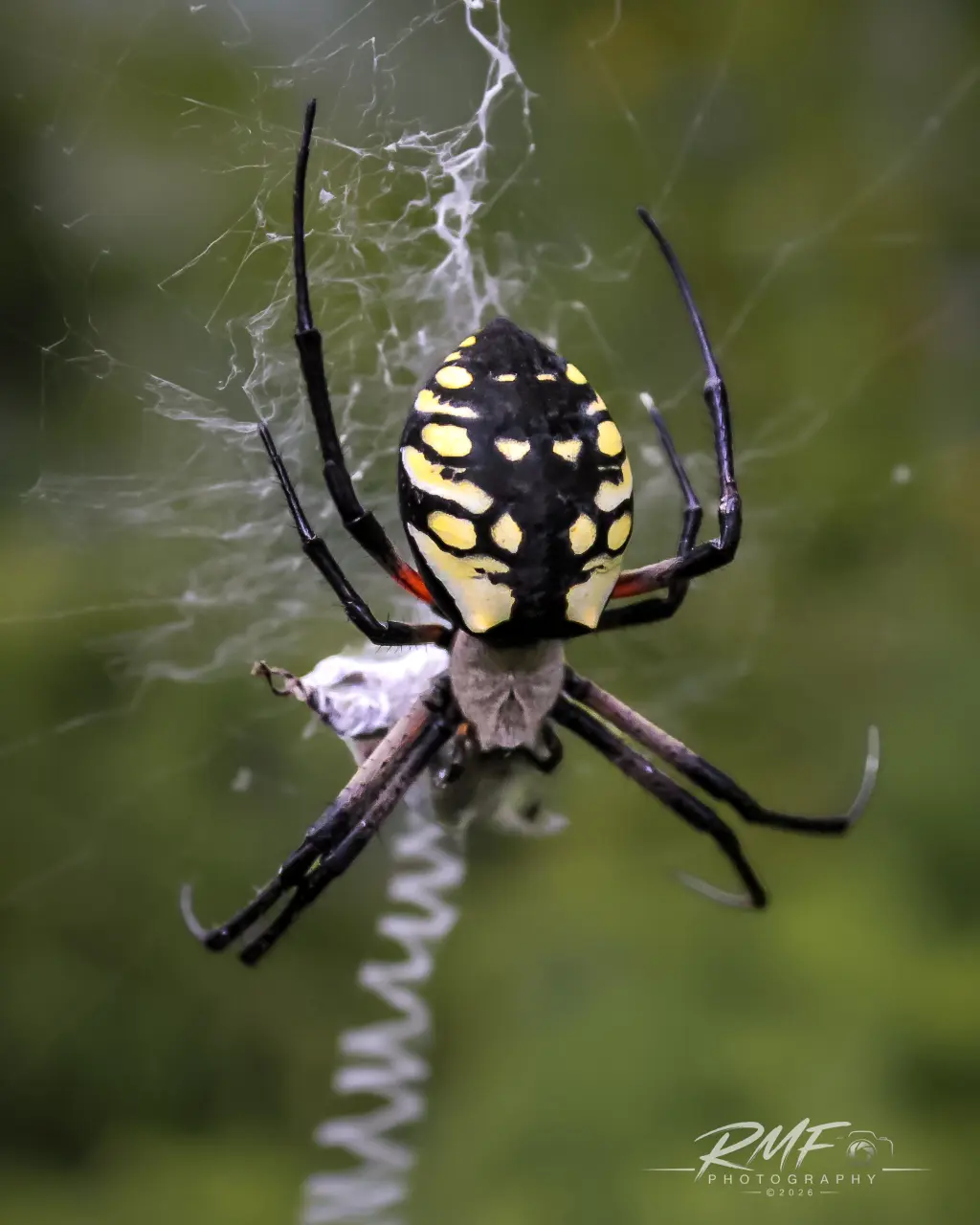 Close vertical portrait of a black-and-yellow garden spider