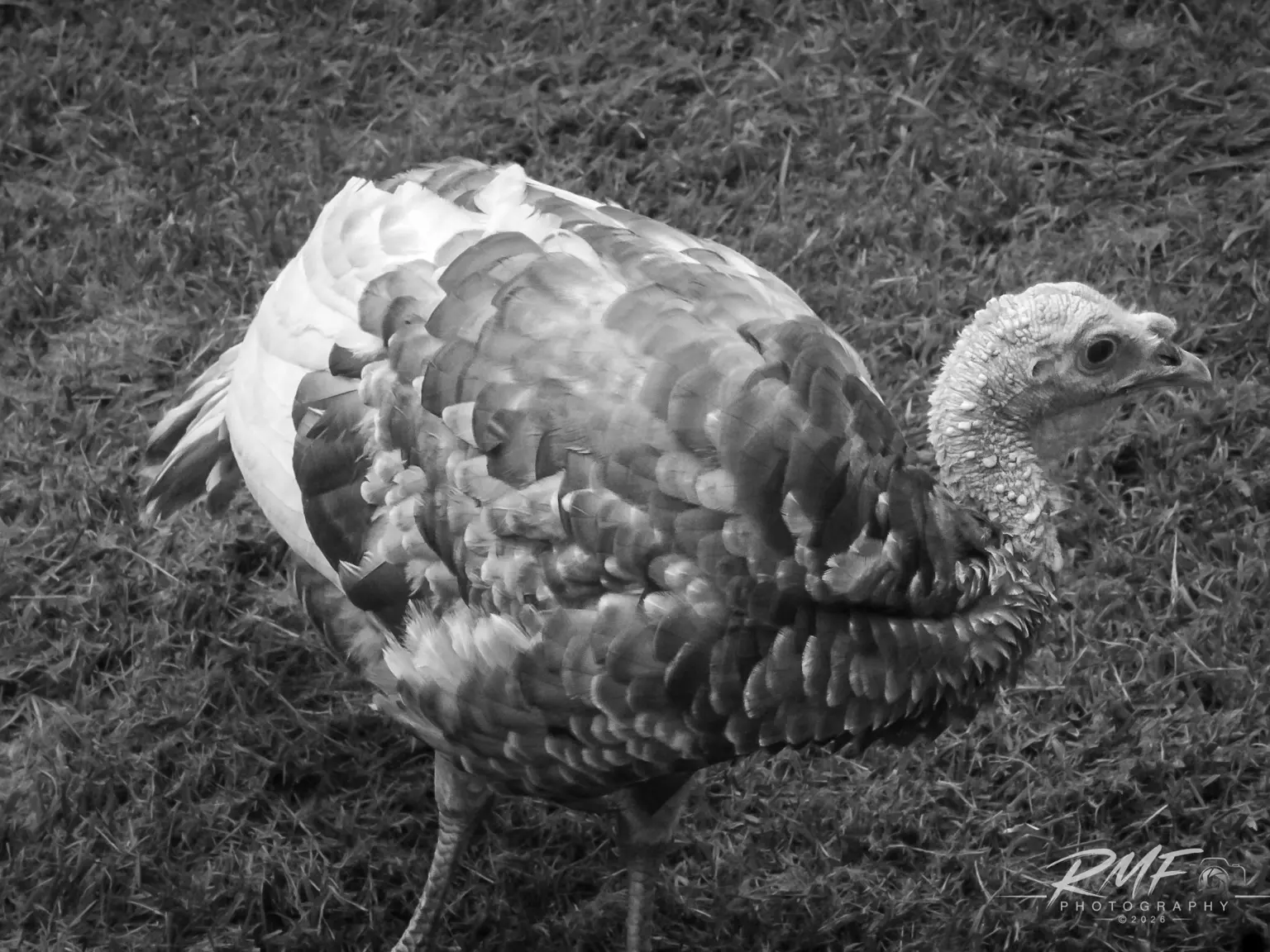 Black-and-white portrait of a turkey