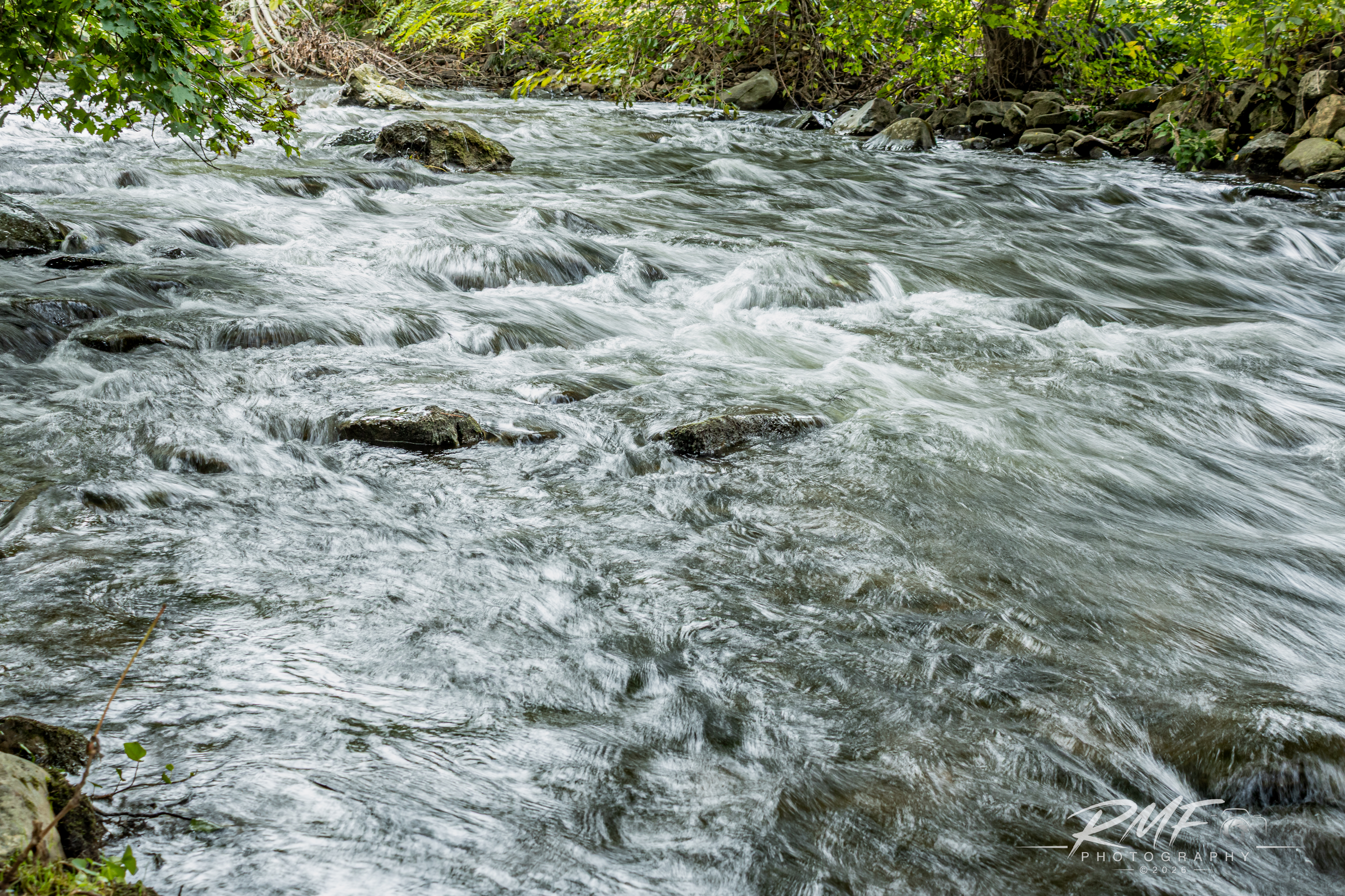 RMF Photography image uploaded to animals-nature