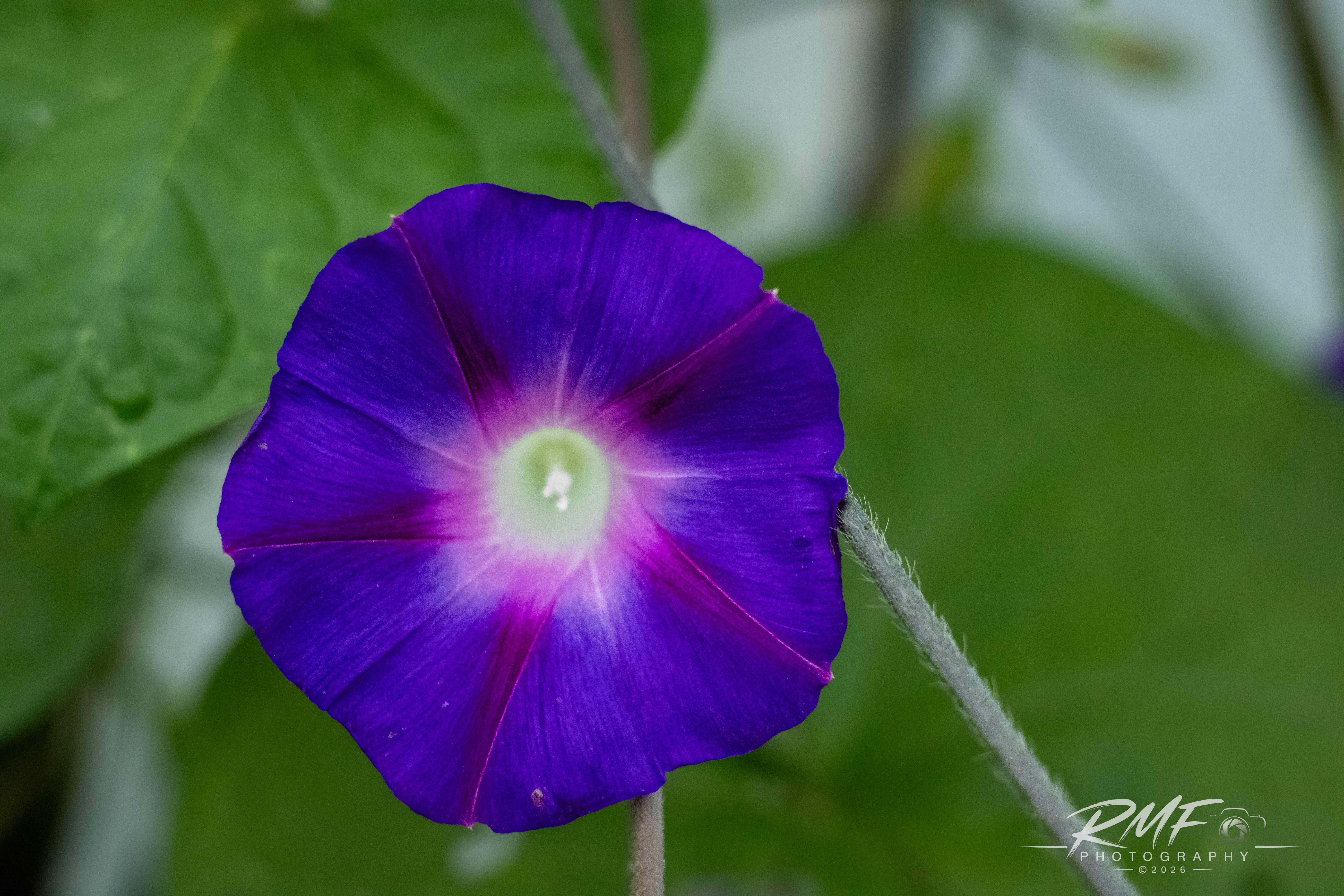 RMF Photography image uploaded to animals-nature